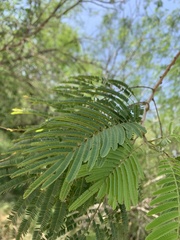 Leucaena pulverulenta
