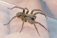 Alopecosa albofasciata