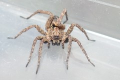 Alopecosa albofasciata