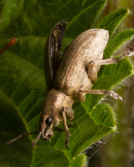 Tanymecus palliatus