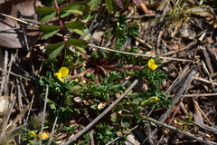 Hippocrepis biflora