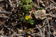 Hippocrepis biflora