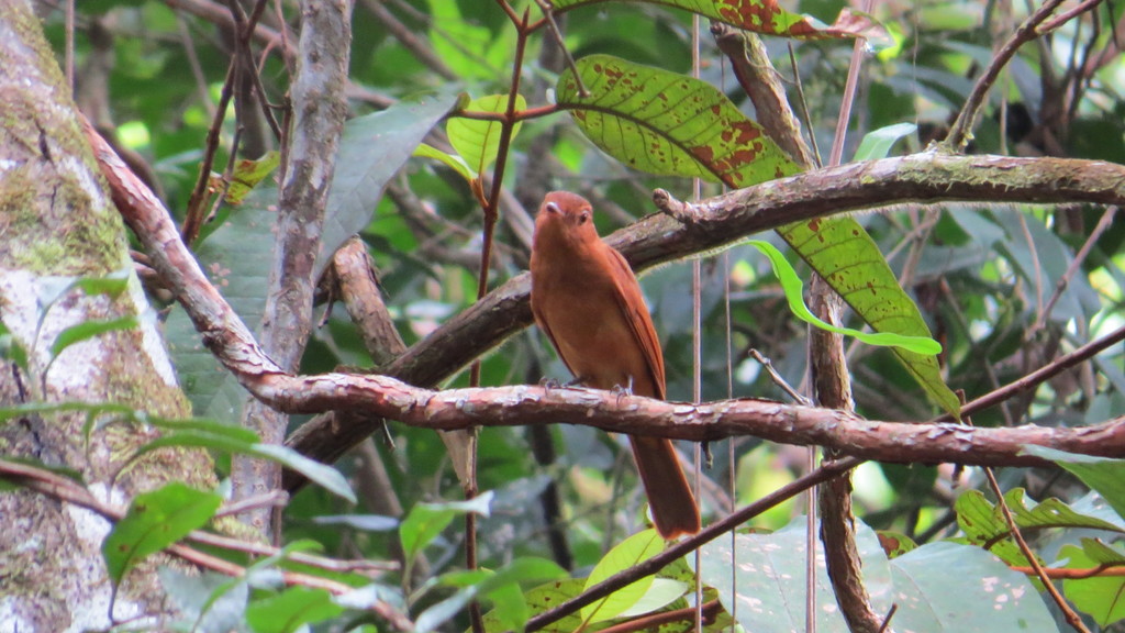 Rufous Piha