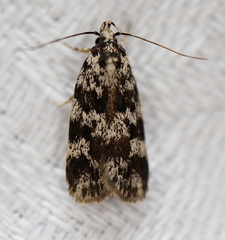 Barea eucapnodes