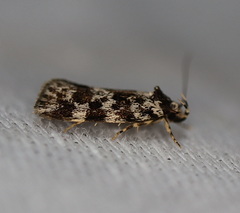 Barea eucapnodes