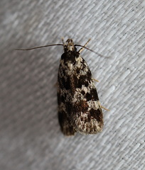 Barea eucapnodes