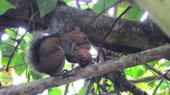 Sciurus deppei
