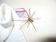 Acanthoctenus spiniger