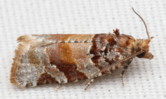 Argyrotaenia kimballi