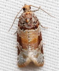 Argyrotaenia kimballi