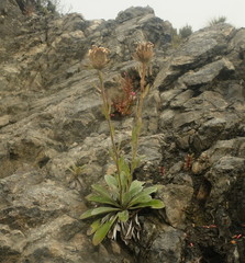 Celmisia cockayneana