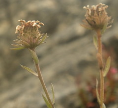 Celmisia cockayneana
