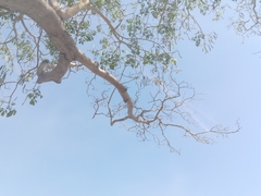 Roseodendron donnell-smithii