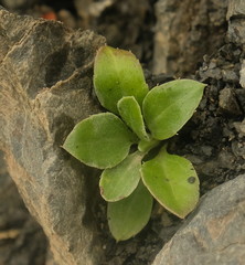 Celmisia hieraciifolia