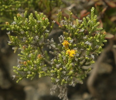 Helichrysum parvifolium