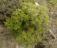 Brachyglottis monroi