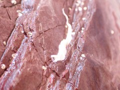 Spirobranchus lamarcki