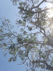 Roseodendron donnell-smithii