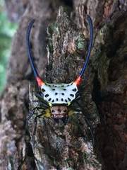 Gasteracantha sanguinea