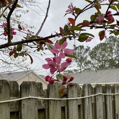 Malus floribunda