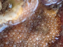 Schizoporella unicornis