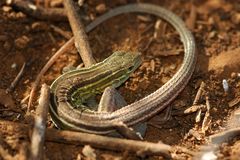 Six-Lined Racerunner photo 4
