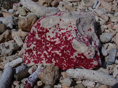 Homotrema rubrum