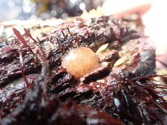 Morchellium argus