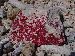 Homotrema rubrum