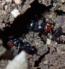 Camponotus lindigi