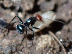 Camponotus lindigi