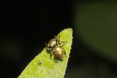 Sassacus
