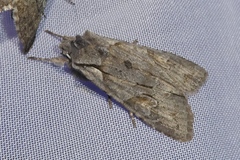 Lithophane furcifera