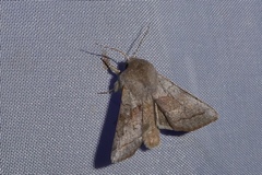 Orthosia opima