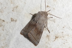Orthosia opima