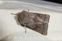 Orthosia opima
