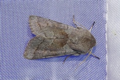 Orthosia opima
