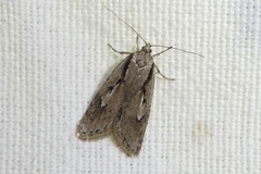 Semioscopis avellanella