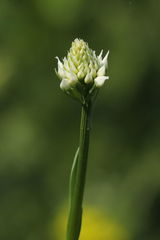 Traunsteinera globosa