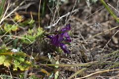 Iris adriatica