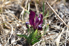 Iris adriatica