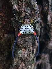 Gasteracantha sanguinea