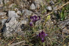 Iris adriatica