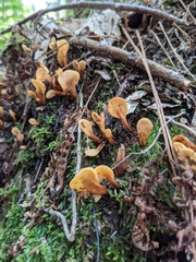 Spathulariopsis