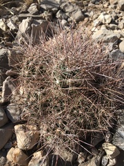 Coryphantha macromeris