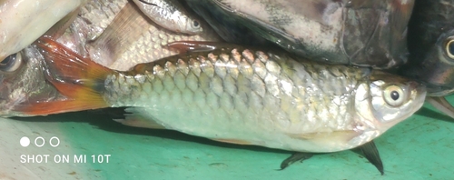 True big-scale tetra