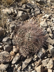 Coryphantha macromeris