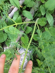 Lomatium triternatum