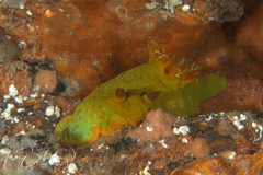 Tambja dracomus