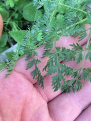 Lomatium triternatum